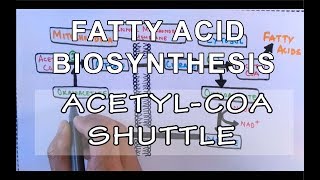 Acetyl COA Shuttle  Fatty Acid Biosynthesis  Part I [upl. by Otreblasiul]