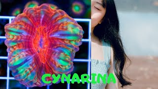 Tips memelihara Cynarina Coral Cynarina Lacrymalis [upl. by Amalee]