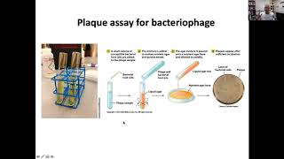 100620 Bacteriophage T4 intro for phage therapy lab [upl. by Aisinut]