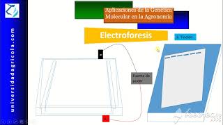 Video15 Electroforesis [upl. by Aelem610]