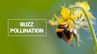 Buzz Pollination [upl. by Luelle955]