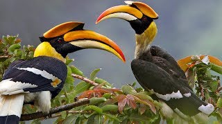 Beautiful Wild Bird – Great Hornbill [upl. by Eilak]