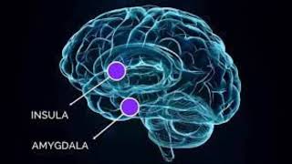 Amygdala Healing amp Fear Removal  Morphic Field [upl. by Jean]