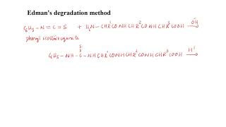 Edman’s Degradation method [upl. by Ettenirt184]