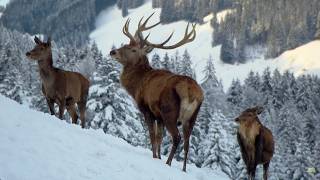 Christmas Winter Wonderland  Wildlife Documentary [upl. by Queen892]