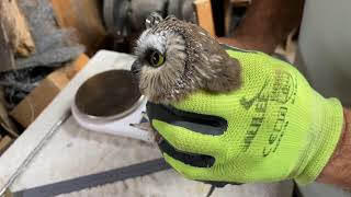 Sawwhet Owl Banding [upl. by Ettenauq]