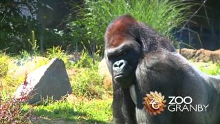 Les gorilles au Zoo de Granby [upl. by Fechter925]