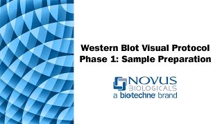 Western Blot Visual Protocol Phase 1 Sample Preparation [upl. by Yortal]