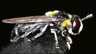 Syrphid Fly Egg Laying in Ants Nest Microdon amabilis [upl. by Laitselec499]