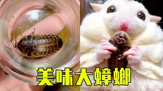 The crunchy big cockroach is a bit frightening to eat【Mr Lis sugar glider L】sugar gliderpet [upl. by Engamrahc916]