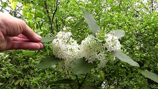 Acokanthera oblongifolia [upl. by Rehpotisrhc]