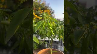 Chillies plants in My terrace gardenHarillu gard gardeningterracegardens how to grow chillies [upl. by Etnovad]