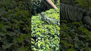 Iguana having lunch with Betsy the Giant Spiny Lobster on Islamorado Key Florida [upl. by Sisson]