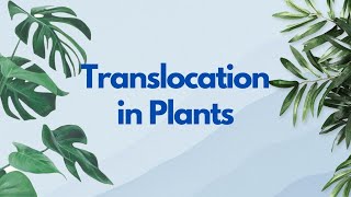 Grade12 Biology Translocation in Plants [upl. by Nea274]