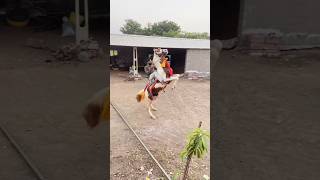 Horse  Ghoda  Horse video  Fuleku  Ghoda na video  Kathiyawadi horse  Fuleku  Status [upl. by Reitrac]