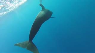 Pilot Whales in South Tenerife [upl. by Zavala]