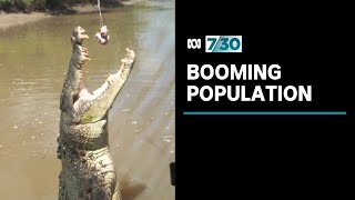 Crocodile numbers exploding in the Northern Territory  730 [upl. by Lisab358]