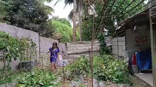 Cutting long beans trees at our Garden [upl. by Alokin]