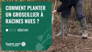 TUTO Comment planter un groseillier à racines nues   Jardinerie Gamm vert [upl. by Unity]