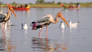 Painted Stork Mycteria leucocephala and its call [upl. by Dylana]