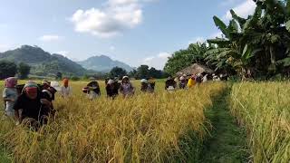 Wancho Ancestral Paddy Harvest Song  Zedua Village Farmers Singing to the Paddy FieldsTheWancho [upl. by Chang]