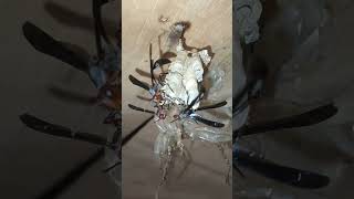 how my pet thread waisted wasps groom protect larvae pupatingrooster crow birds chirp soundsviral [upl. by Blaire]