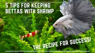 5 Tips to Keep Bettas with Shrimp Successfully [upl. by Toland]