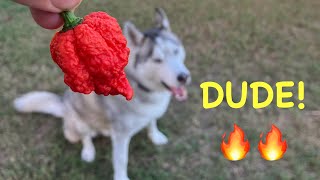 RB 003 Review 👍🏼🌶️🔥carolinareaper chilipepper capsaicin ghostpepper garden challenge elvis [upl. by Aleakim]