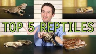 Top 5 Reptiles For Beginners [upl. by Ayyn779]