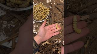 Witchetty grub Harvest [upl. by Ciro]