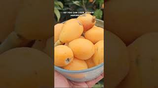 Growing and Harvesting Loquat Fruits Tips for a Bountiful Harvest [upl. by Biles]