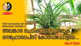 How to propagate and maintain Nephrolepis cordifolia [upl. by Mannie]