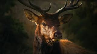 Sound Of Deer  Stag Bellowing Sound Effect  Buck Calling [upl. by Sollars]