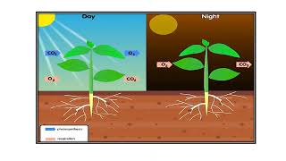 Respiration in Plants Video No 479 [upl. by Teerpnam]