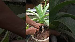 പരീക്ഷണം part 2 result red gel aloevera plant garden plants expiriment aloevera [upl. by Yrohcaz]