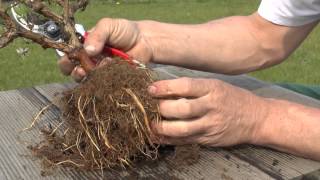 Topfpflanze wird zum Bonsai  Duftheckenkirsche  Update 29062013 [upl. by Jehial]