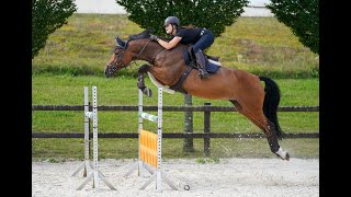 FOR SALE  2014 Hannoveraner mare by Ludwig von Bayern  PARADISE schooling [upl. by Kirbie]