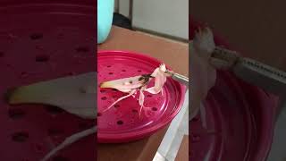 Feeding Orchid Mantis [upl. by Settera]