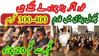 New Branch Open in RAWALPINDI Area  300400 Gram Chicks Available at Farm Visit [upl. by Sirapal747]