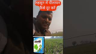 लहसुन में पीलापन कैसे दूर करें  Lahsun Mein Leaf Blight [upl. by Euginom]