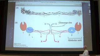 15 Kevin Aherns Biochemistry  Blood Clotting [upl. by Olen]