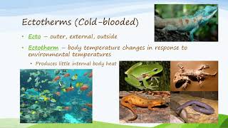 Ectotherms and Endotherms [upl. by Schulein]