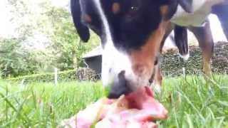 Appenzell Mountain Dog Dobber eating fresh raw meat rabbit lamb and duck [upl. by Coucher]