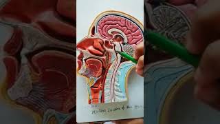 hemisection of head neck part 2 [upl. by Amar]