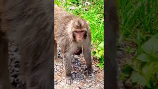 The strange world of monkeys kpk makkah [upl. by Zetroc]