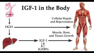 QUANTUM IGF 1  OPTIMAL INSULIN LIKE GROWTH FACTOR 1 MORPHIC FIELD [upl. by Illil579]