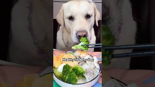 Healthy Food For dog 🐕‍🦺 quotdogfood youtubeshorts [upl. by Gerk]