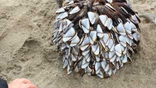 Driftwood with Goose Barnacles washed up at Porthtowan Beach [upl. by Prissy]