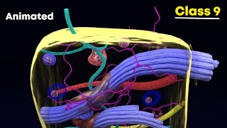 Connective tissues ⚡3d animation  Class 9 Biology [upl. by Buote598]