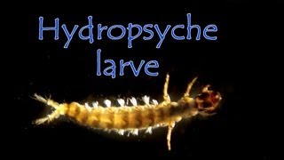 Hydropsyche ornatula [upl. by Krusche]